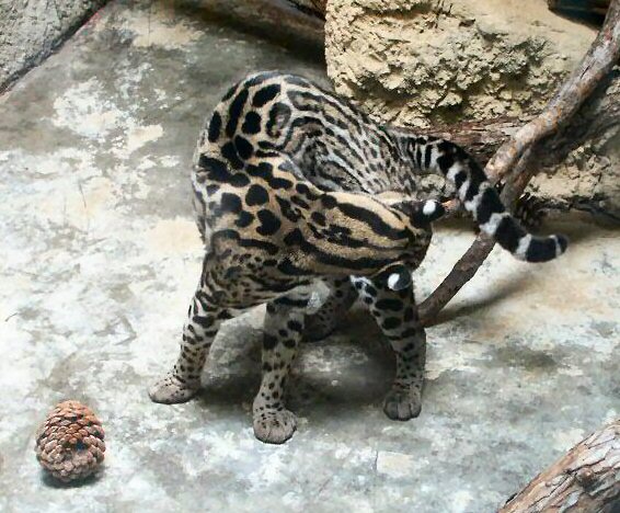 Ocelot: WhoZoo